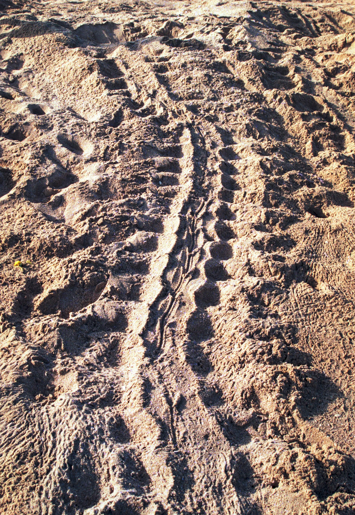 Turtle tracks, Ras Al Junayz