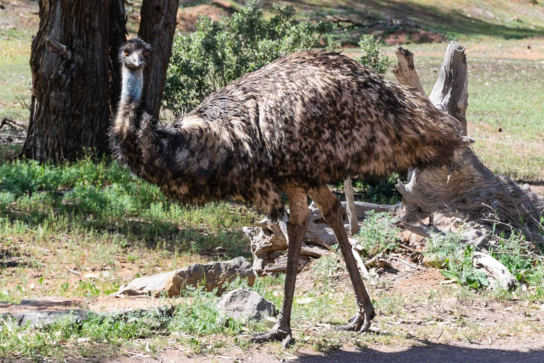 Emu, Flinders Ranges, SA