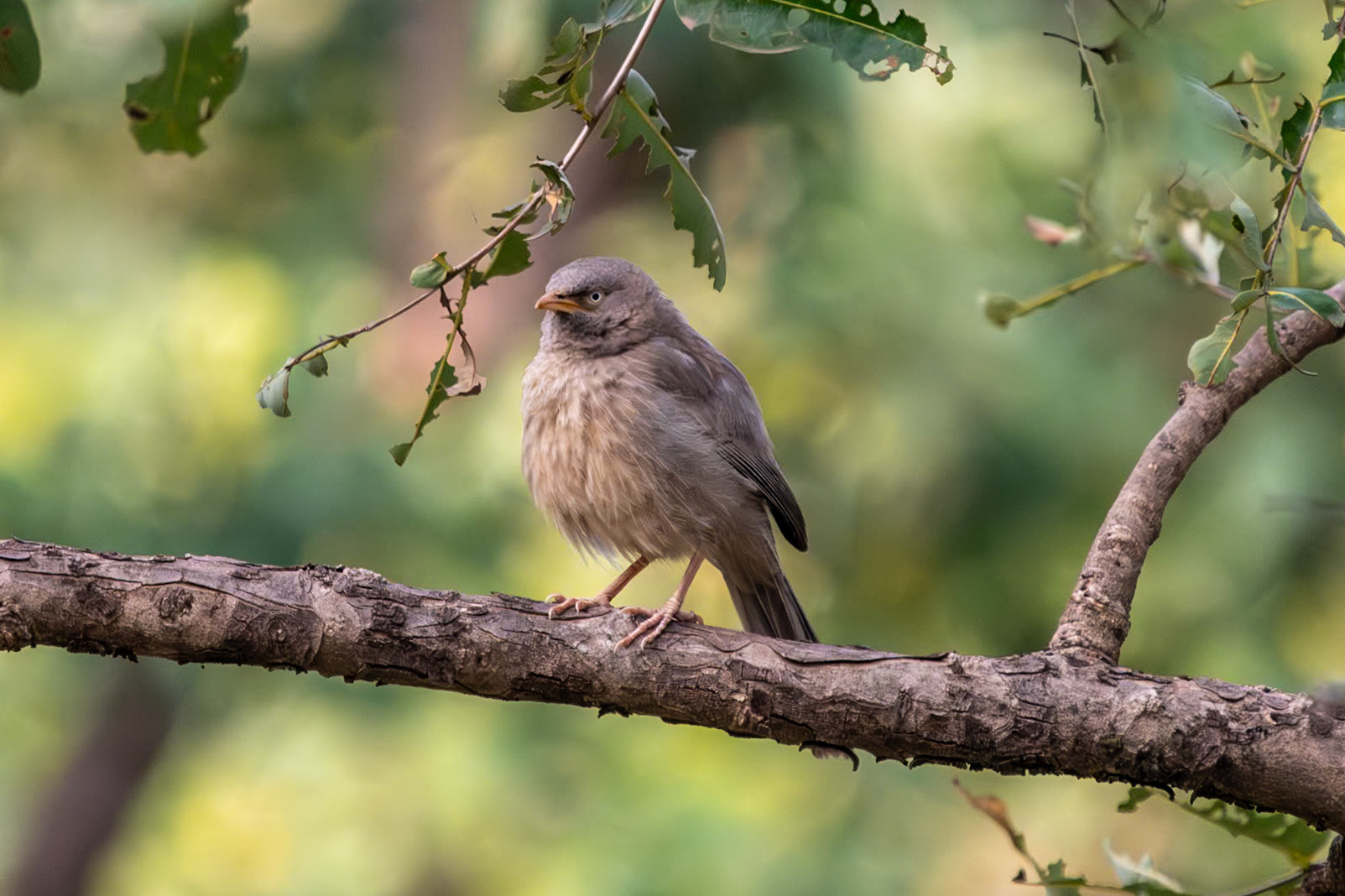 Jungle Babbler, Bandhavgarh