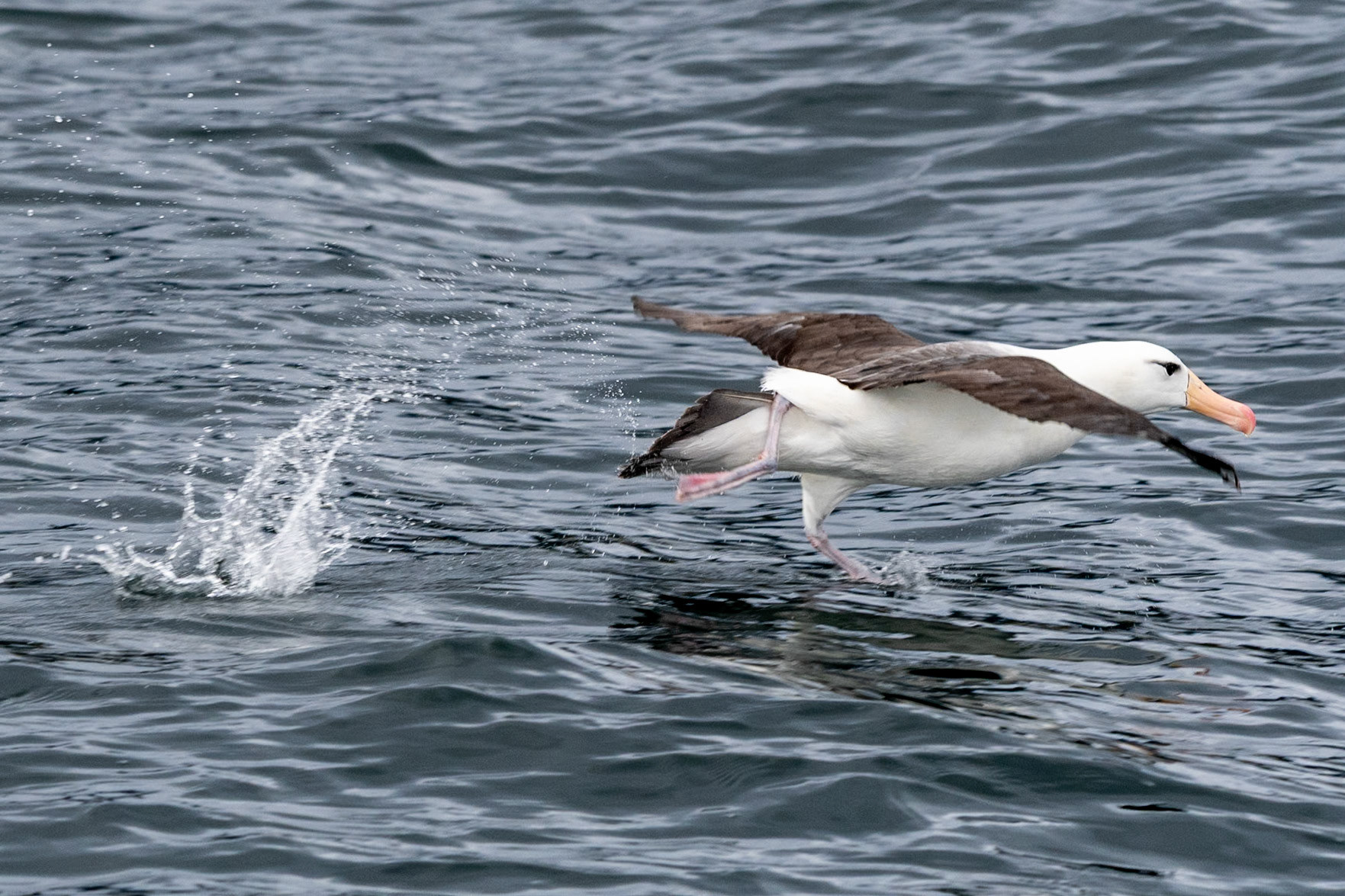 Black-browed Albatross, Beagle Channel, Ushuaia