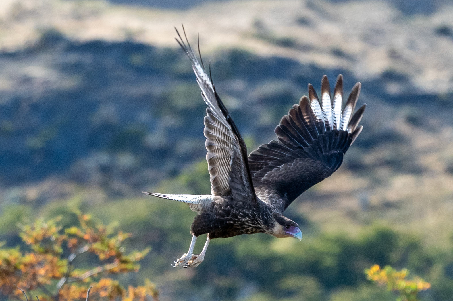 Crested Caracara, Torres del Paine NP