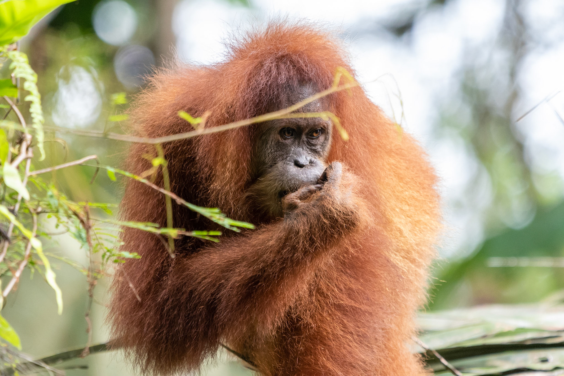 Orangutan, Bukit Lawang, Indonesia