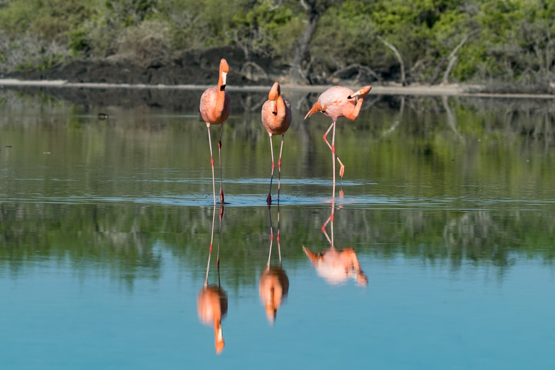Flamingos, Floreana, Ecuador