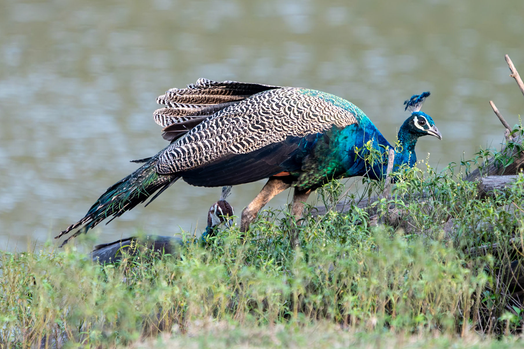 Peafowl (m), Nagarahole