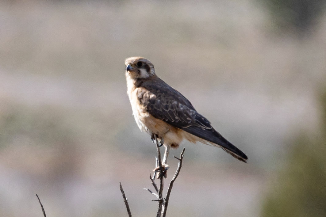 Nankeen Kestrel, Flinders Ranges, SA
