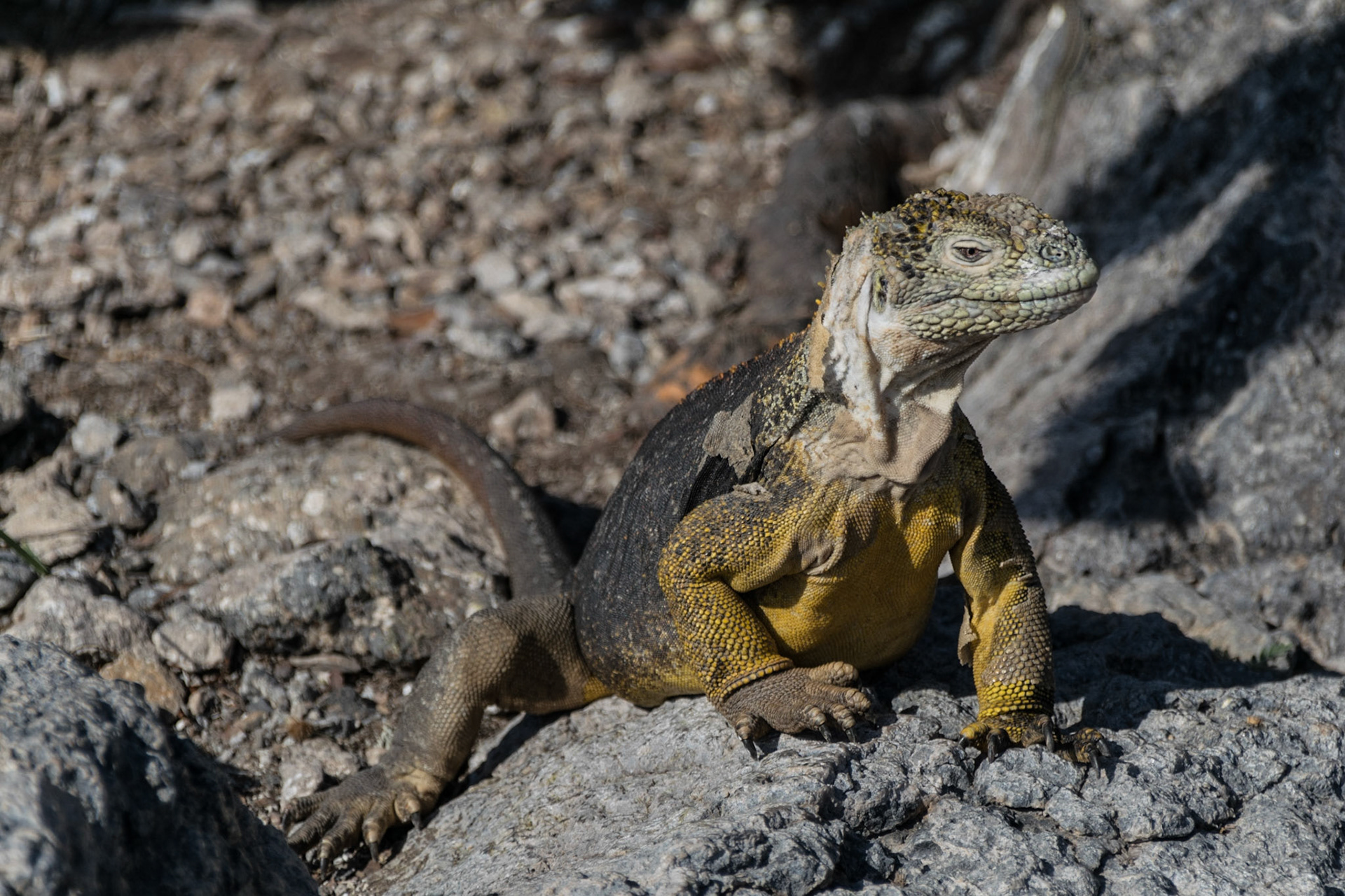 Land Iguana, Santa Cruz