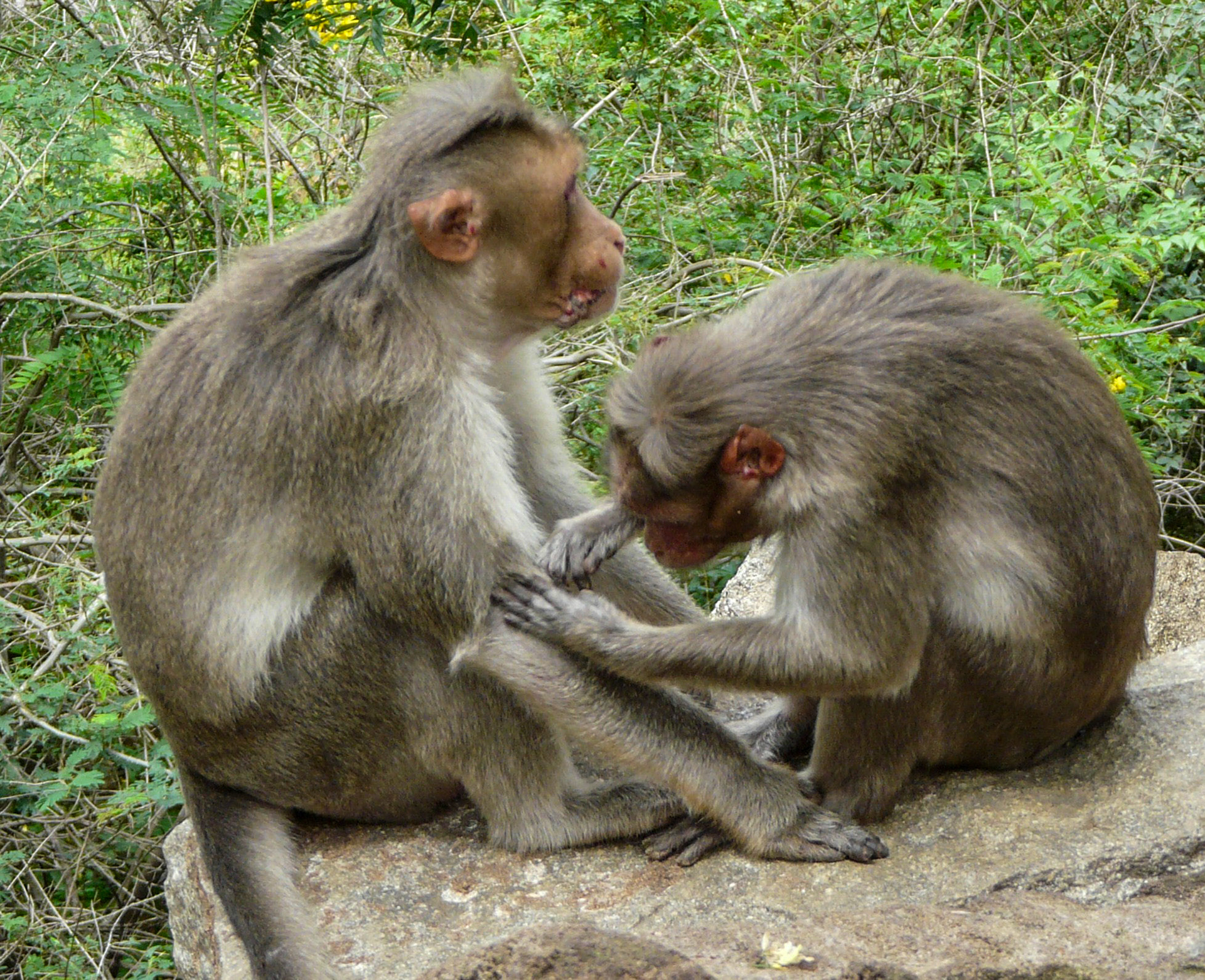 Bonnet macaques, Nandi Hills, India