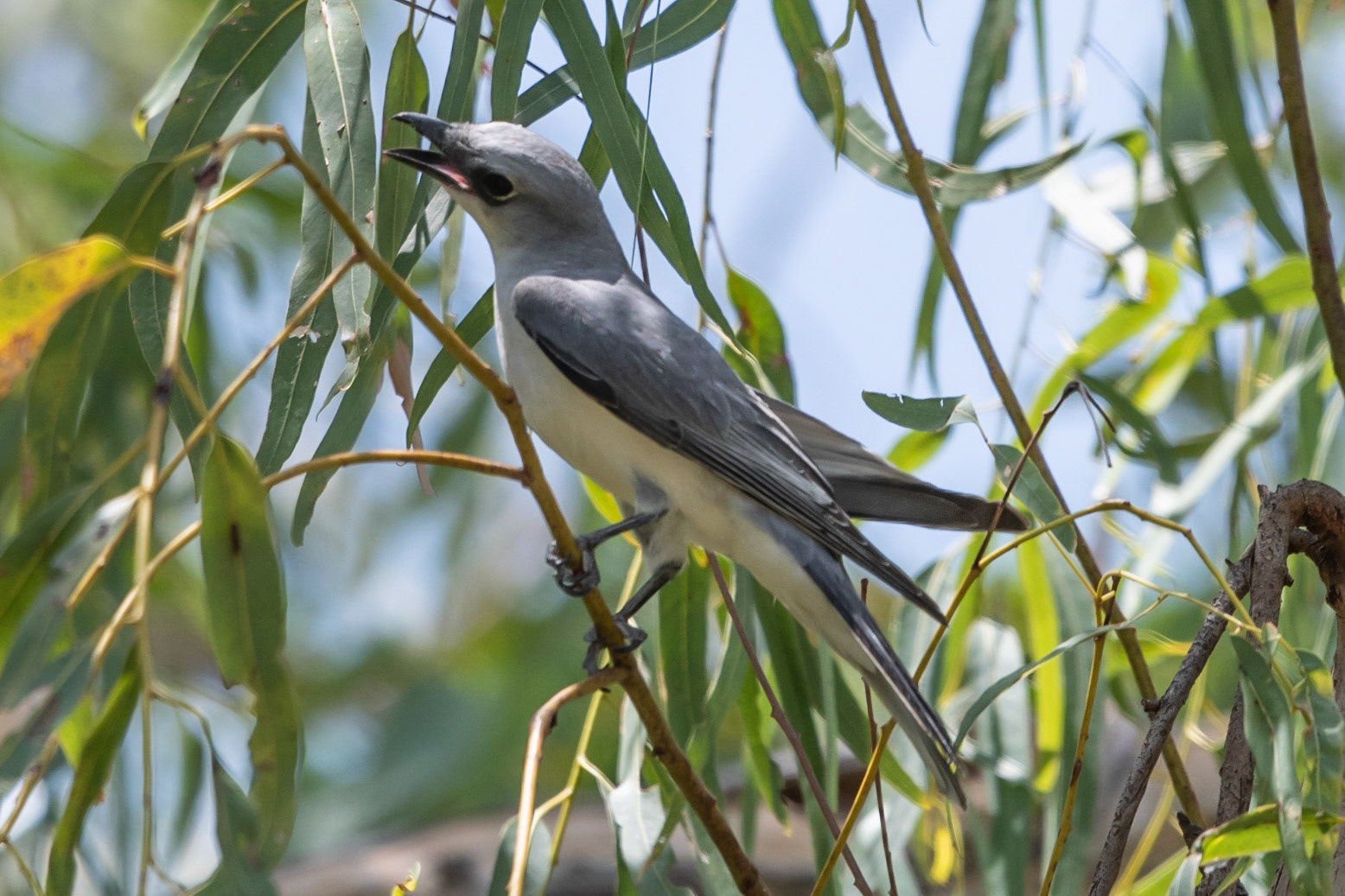 White-bellied Cuckoo-shrike, Katherine Gorge, NT