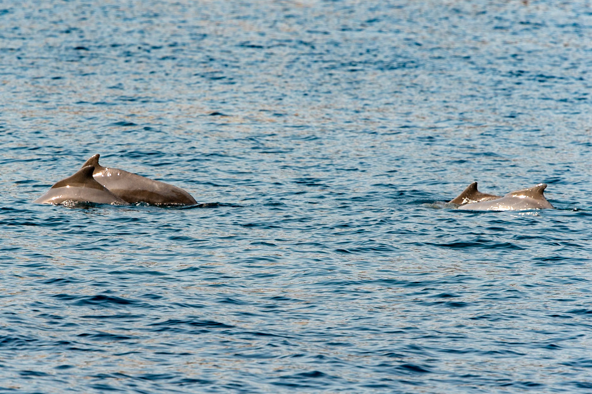 Dolphins, Fjords, Khasab