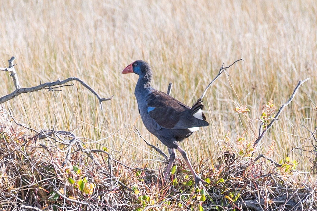 Purple Swamphen, Perth, WA
