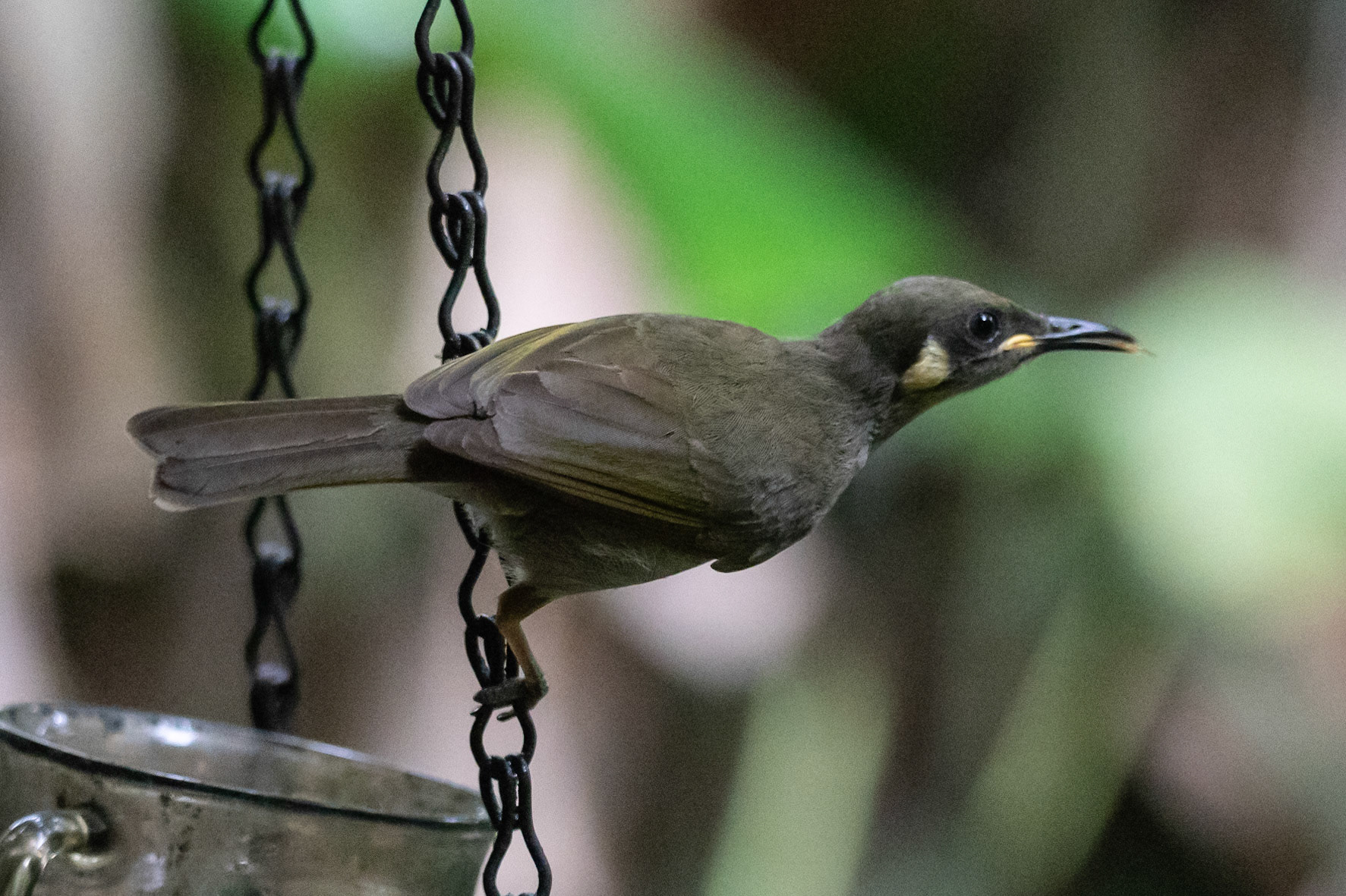Lewin's Honeyeater, near Kuranda, Qld