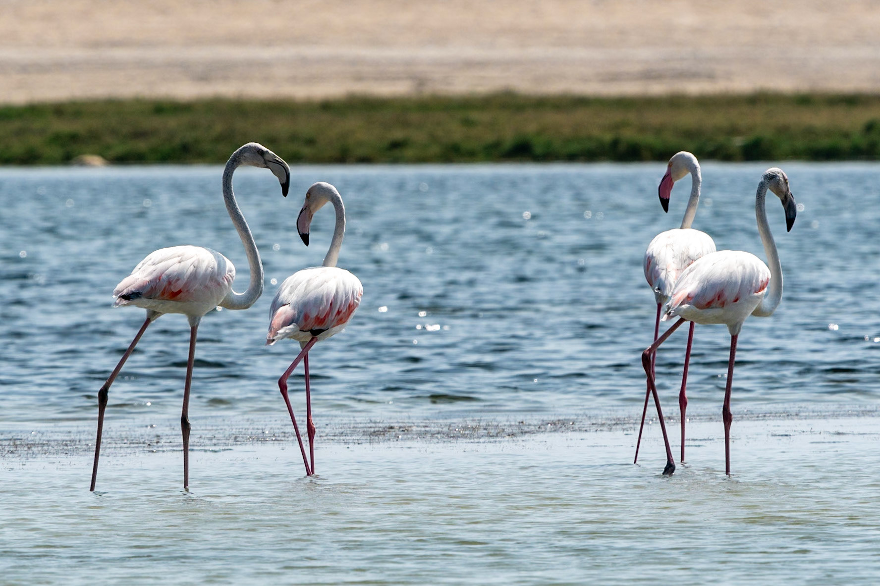 Greater Flamingoes, Wadi Ashawq, Salalah