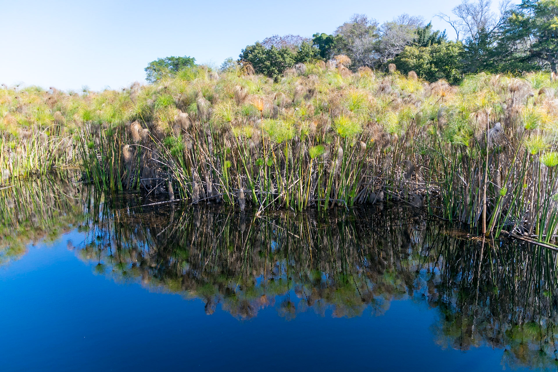 Reeds near Mopiri Lodge, Okavango Delta, Botswana