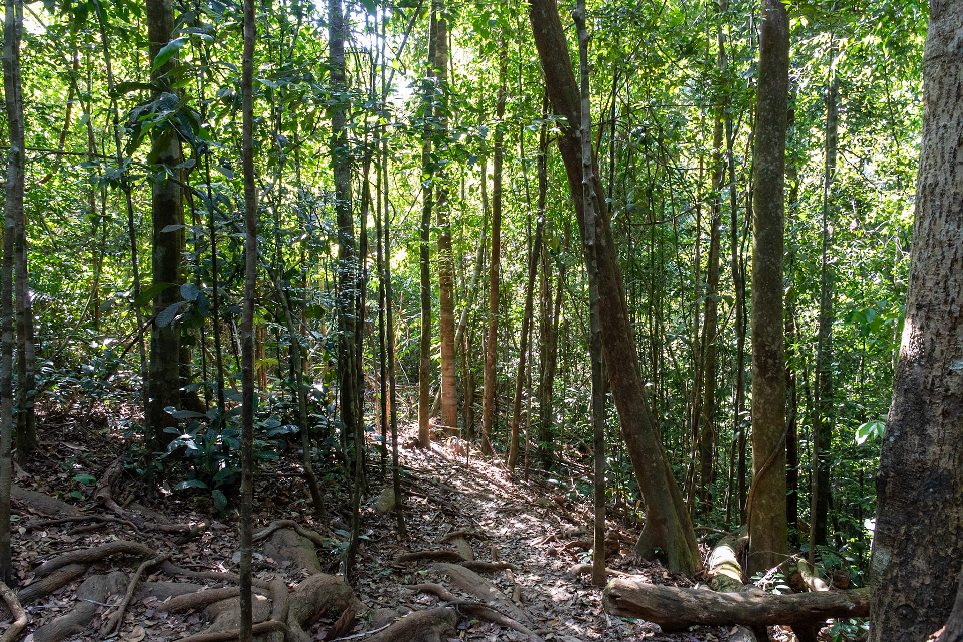 Sinharaja National Park