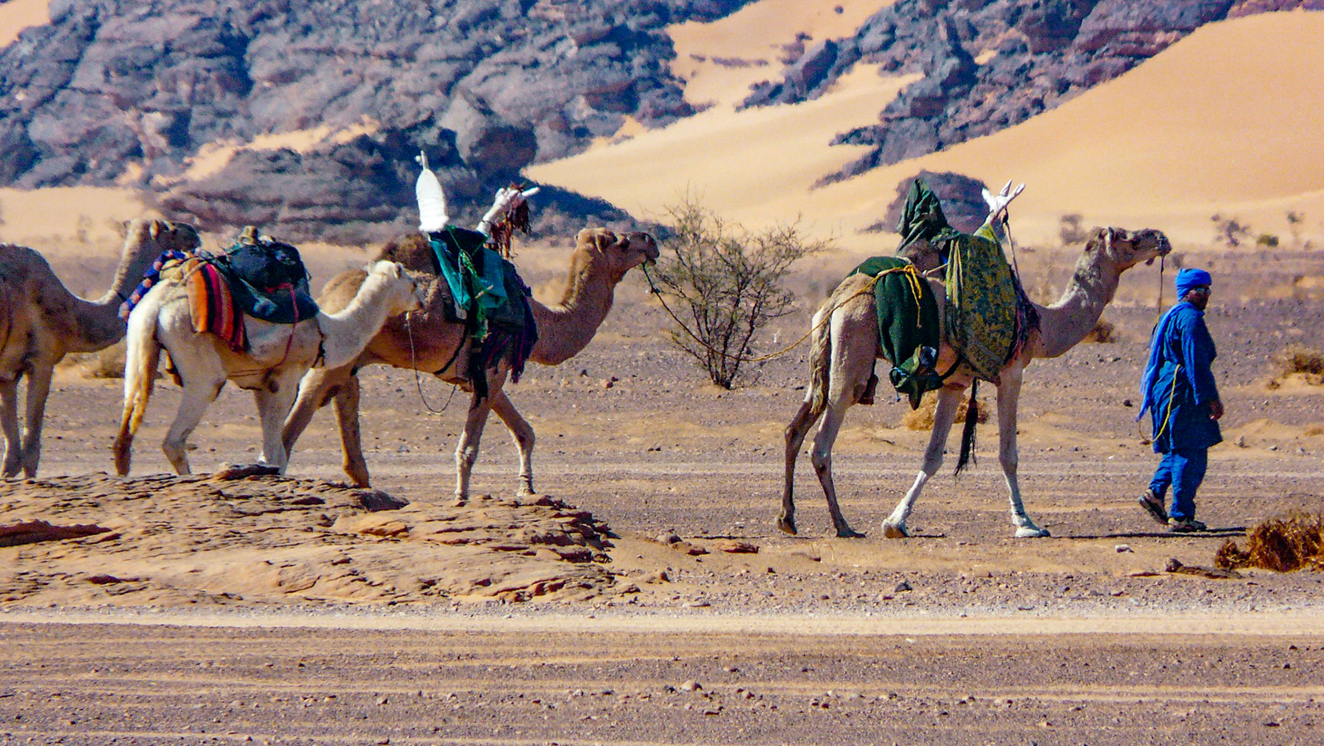 Tuareg man leading camel train, Akakus Region, Libya, 2009