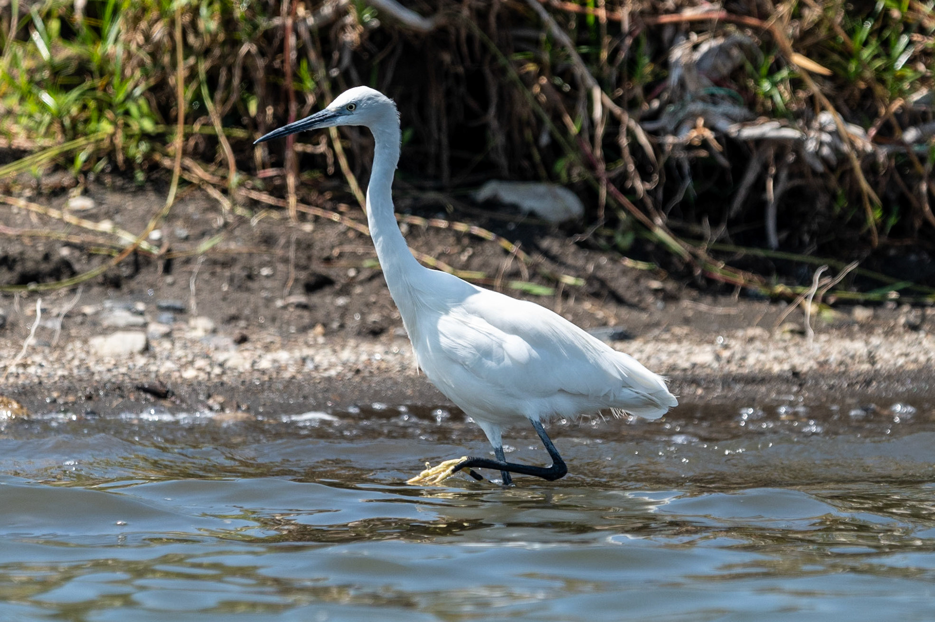 Little Egret, Lake Naivasha