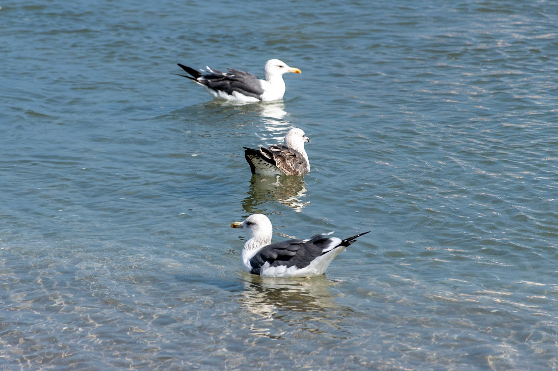 Black-backed Gulls, Sur