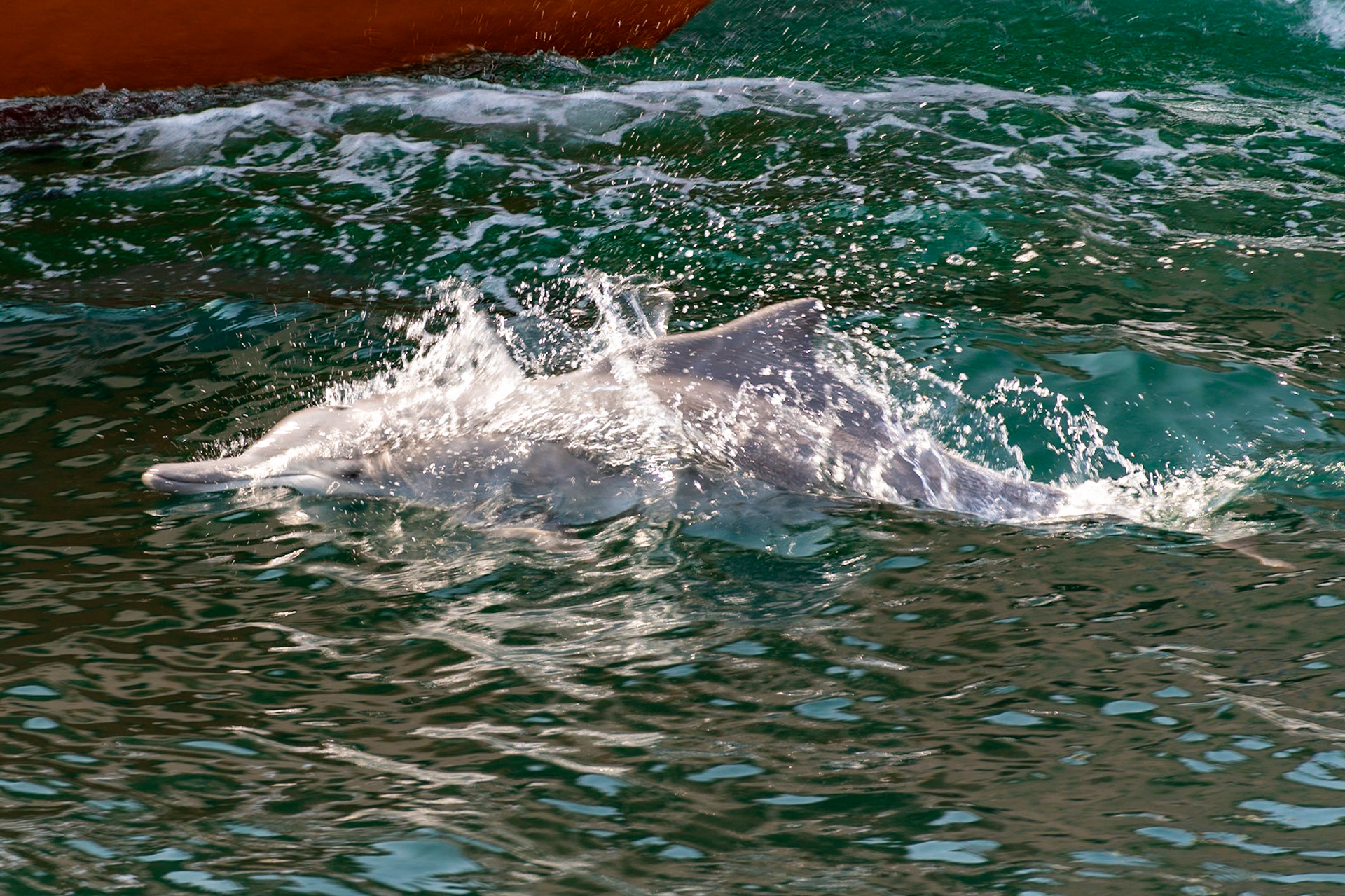 Dolphin, Fjords, Khasab