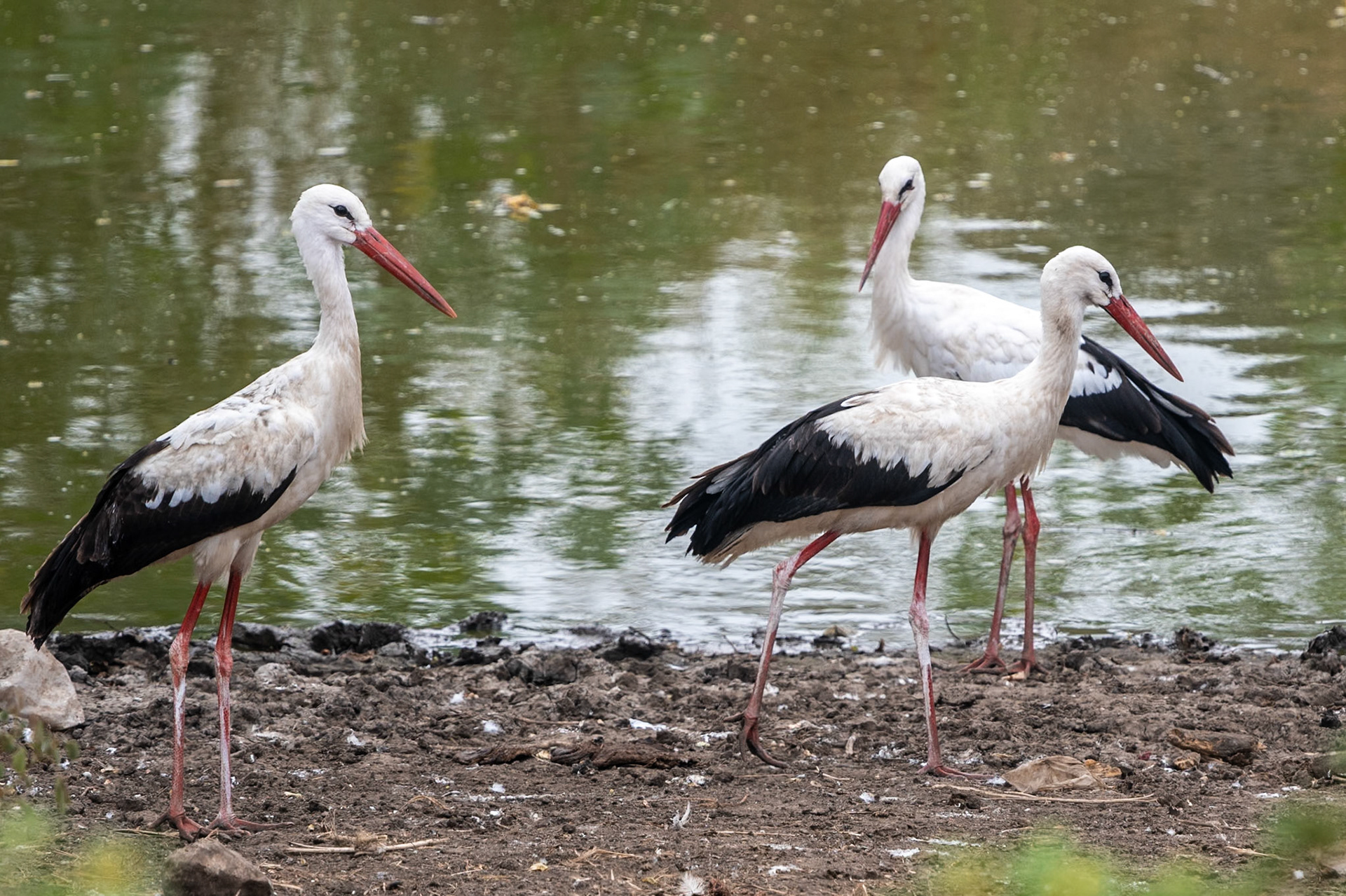 White Storks, Tawi Atair