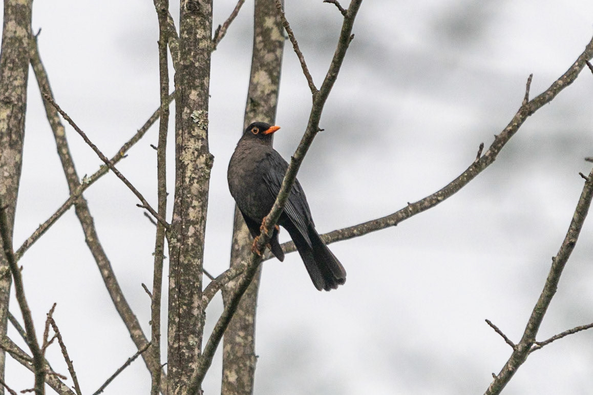Indian Blackbird, Coonoor