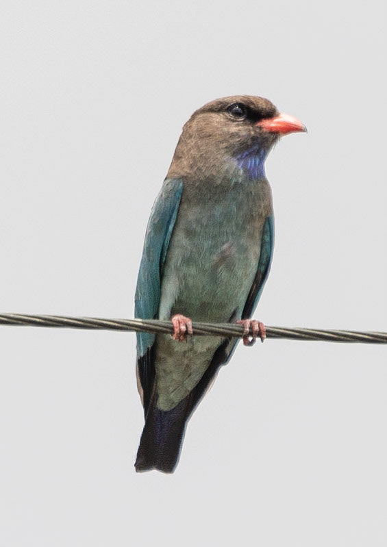 Dollarbird, near Mareeba, Qld