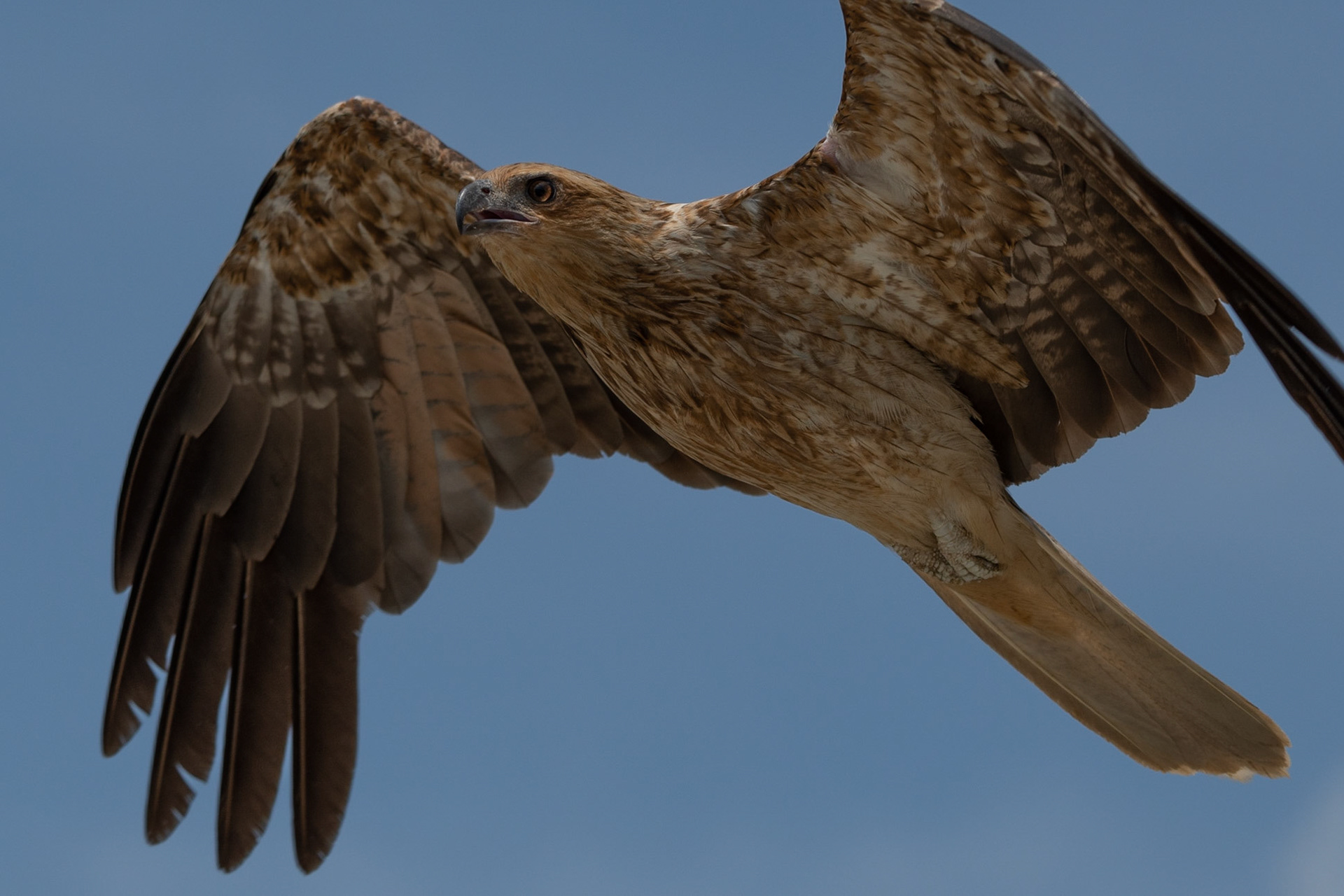 Whistling Kite, Adelaide River, Northern Territories, Australia
