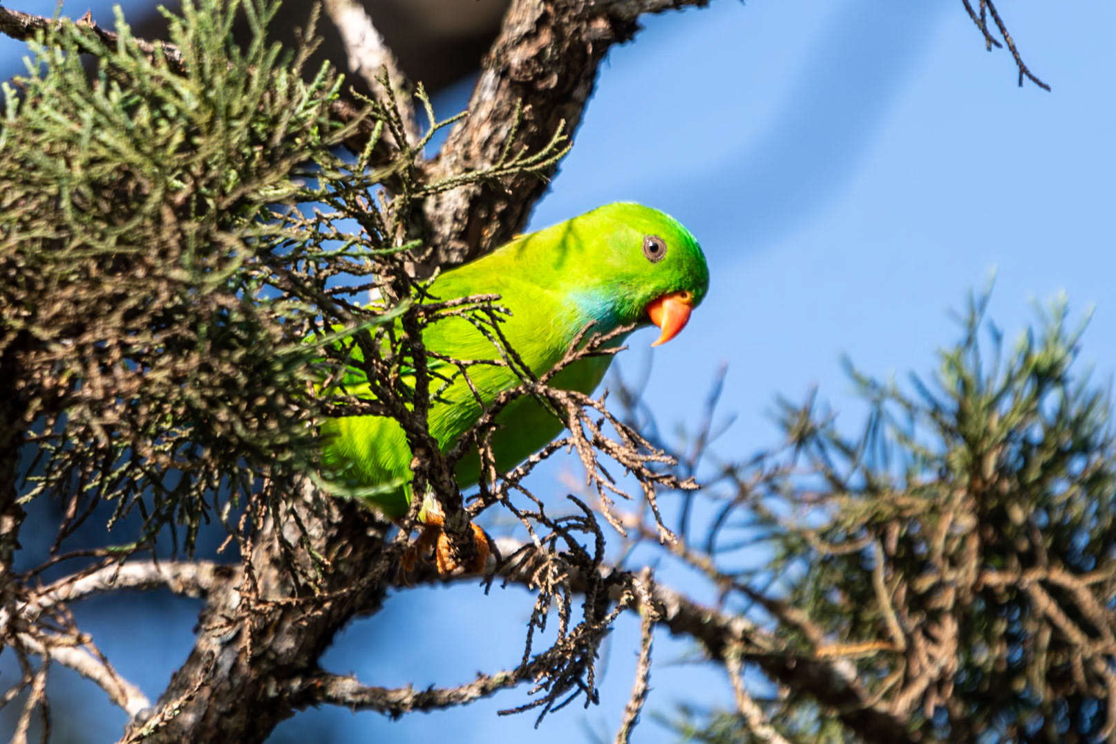 Vernal Hanging-Parrot, Coonoor