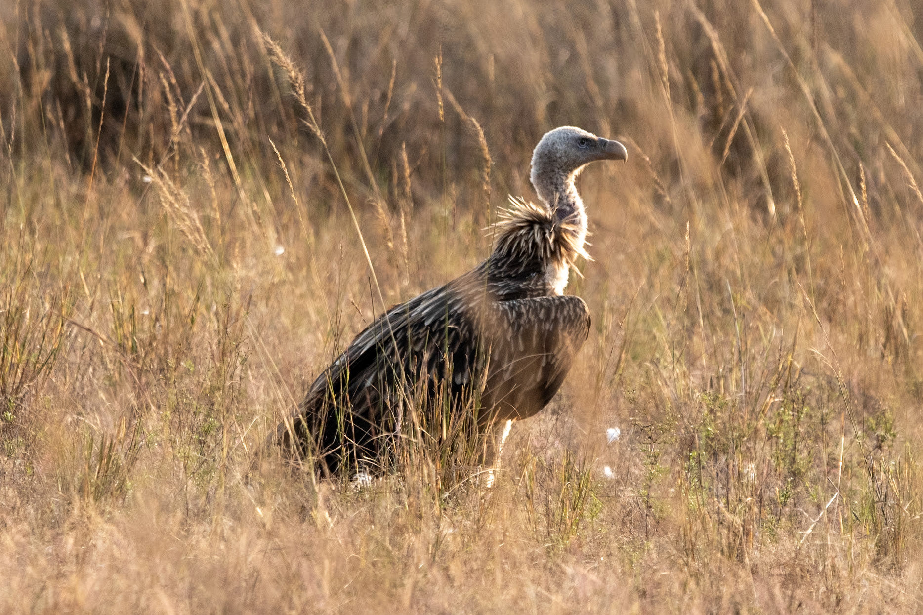 Griffon Vulture, Bandhavgarh