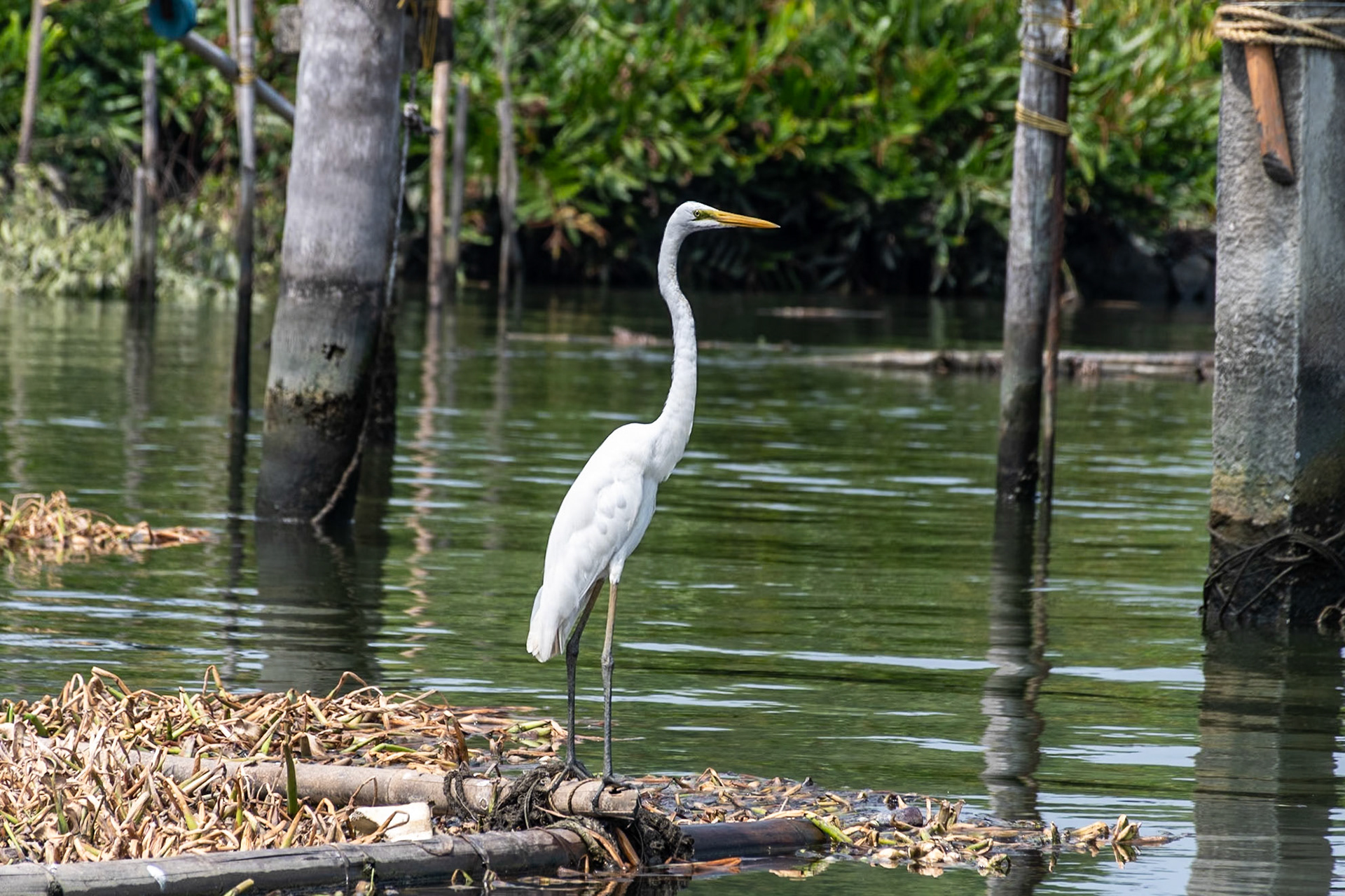 Great White Egret, Backwaters, Kochi