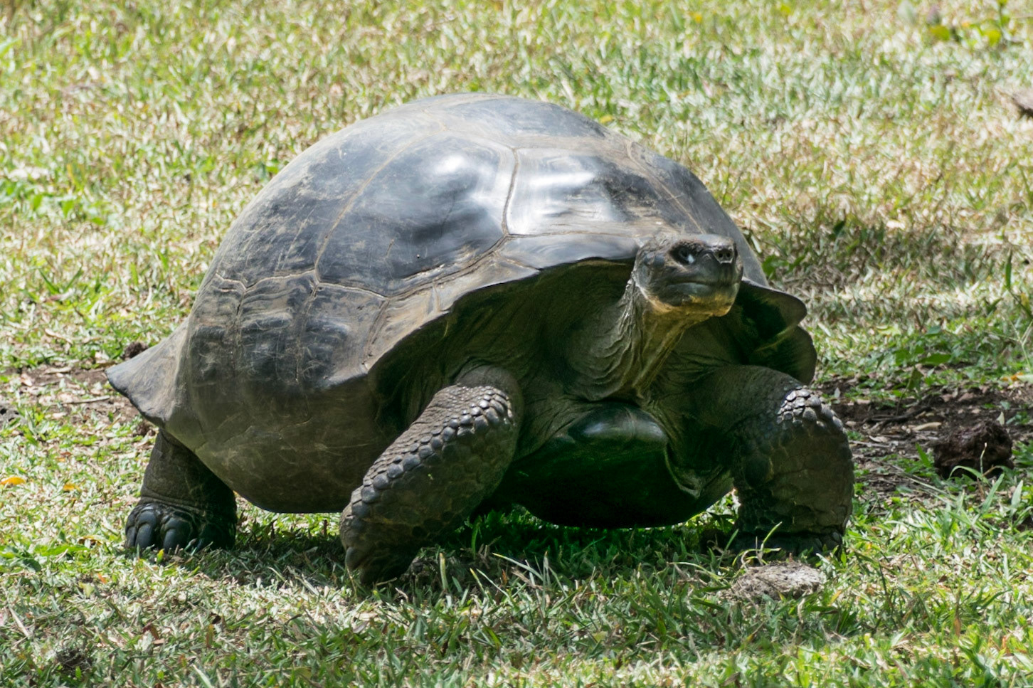 Giant Tortoise, Santa Cruz