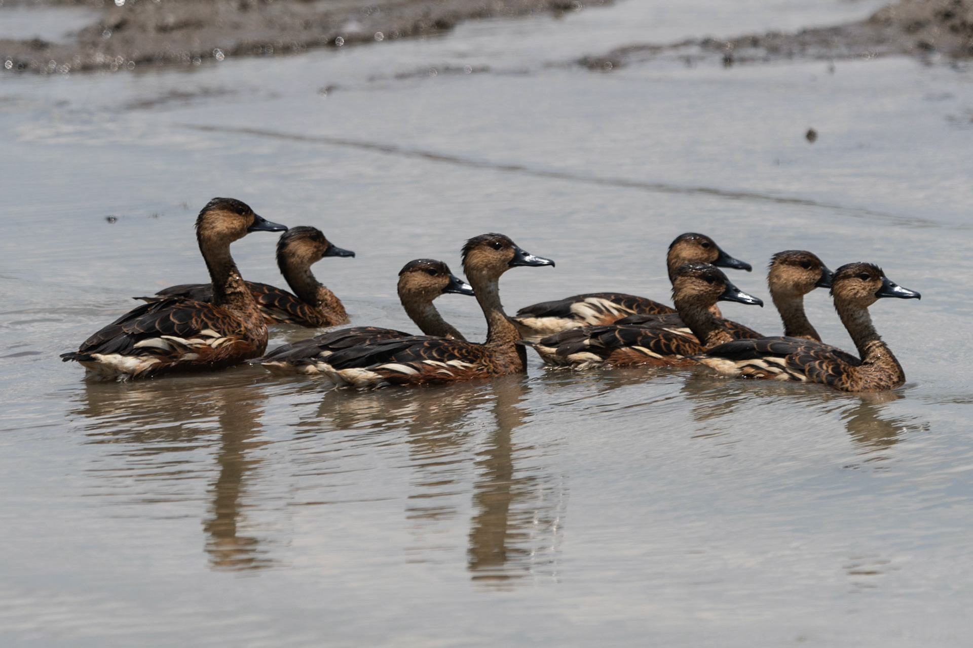 Wandering Whistling Ducks, Yellow Water Billabong, NT