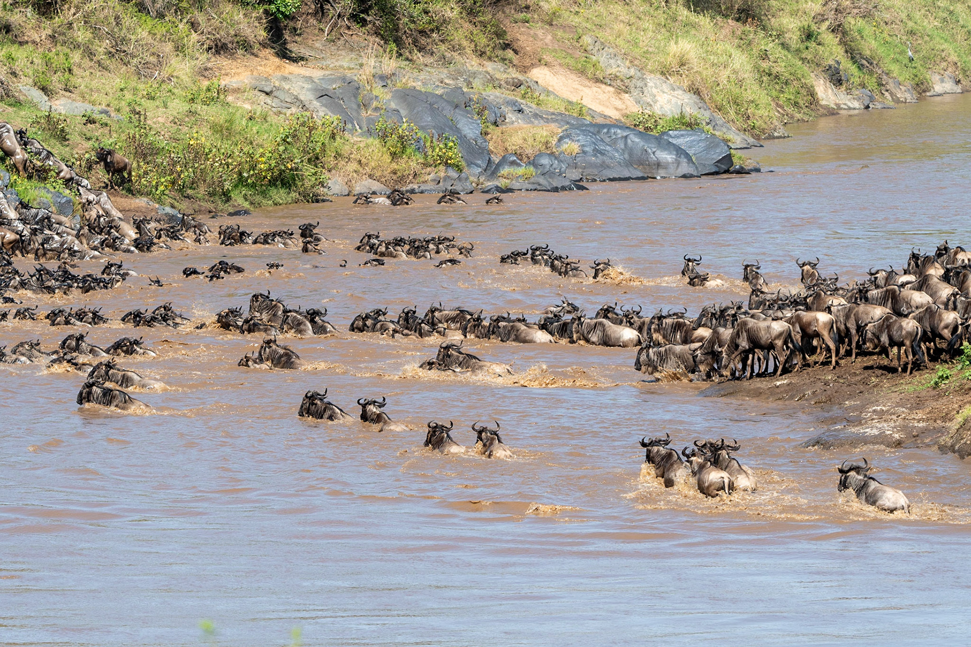 Wildebeests crossing Mara River, Maasai Mara