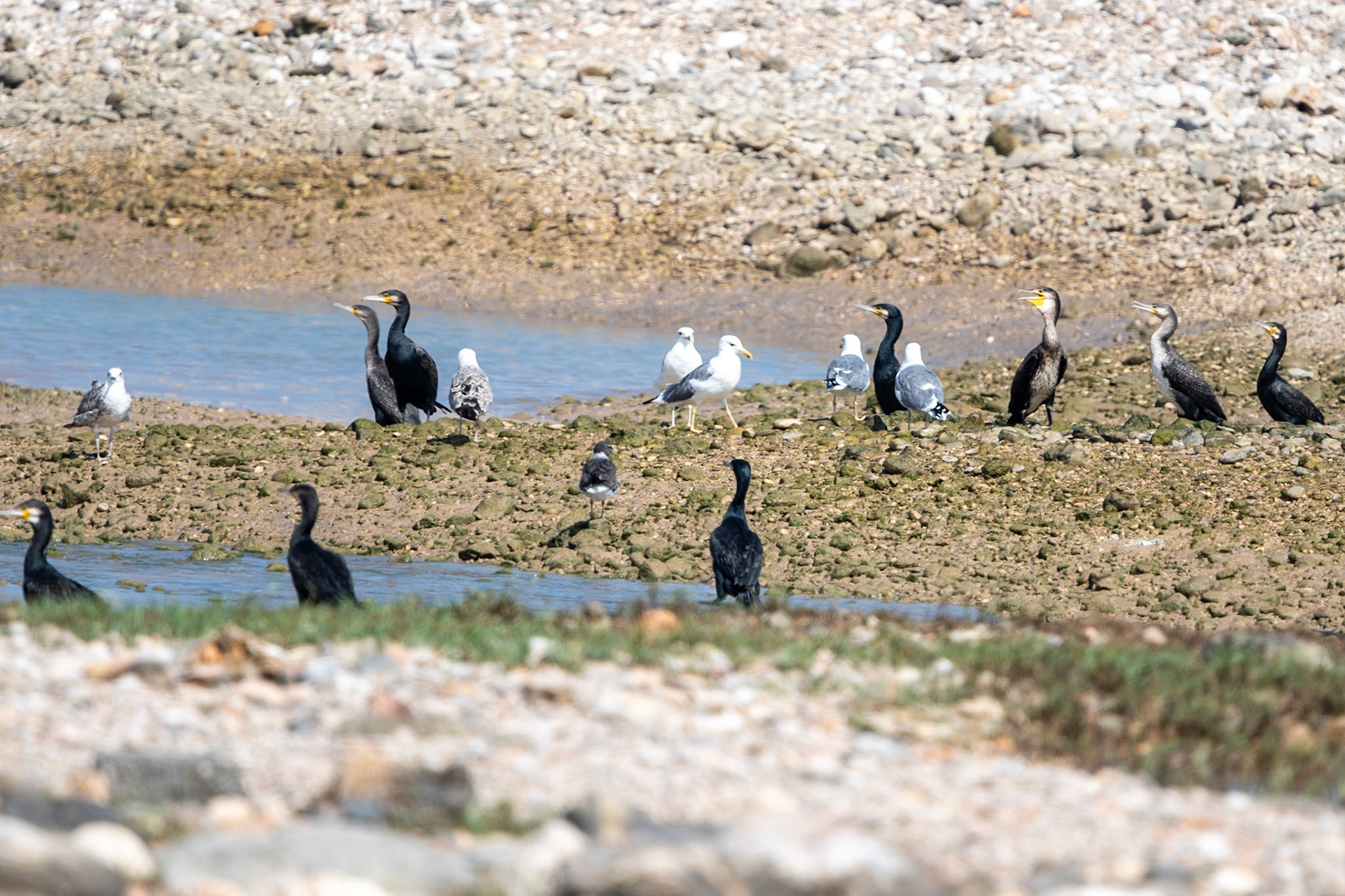Cormorants and Gulls, Tiwi