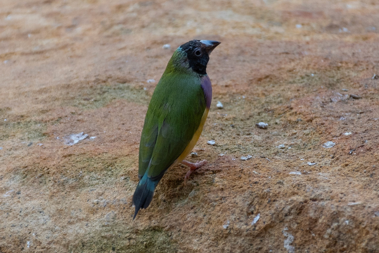 Gouldian Finch (cap), Healesville, Vic
