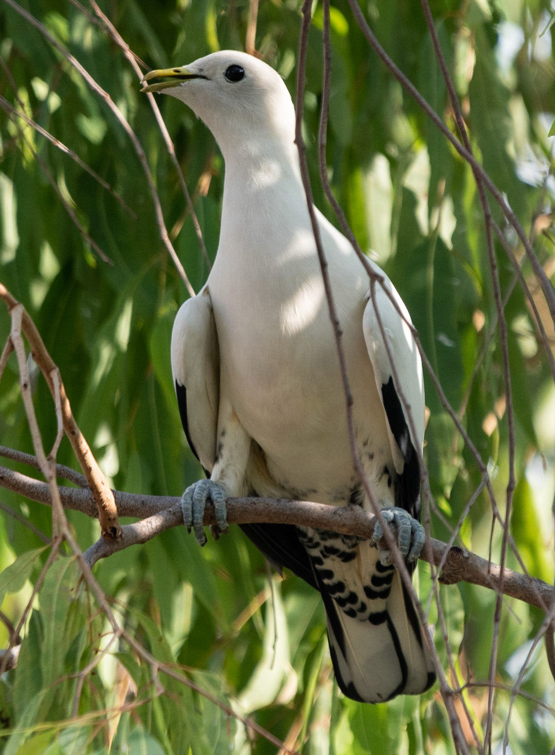 Pied Imperial Pigeon, Darwin, NT
