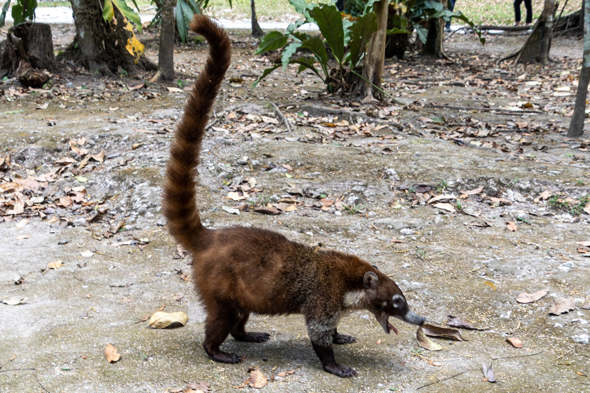 White-nosed Coati, Tikal