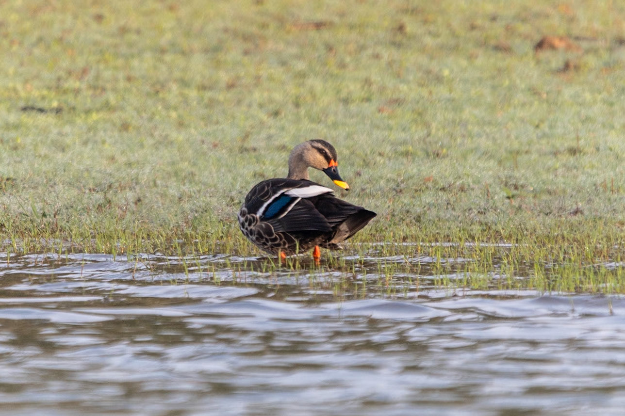Indian Spot-billed Duck, Nagarahole