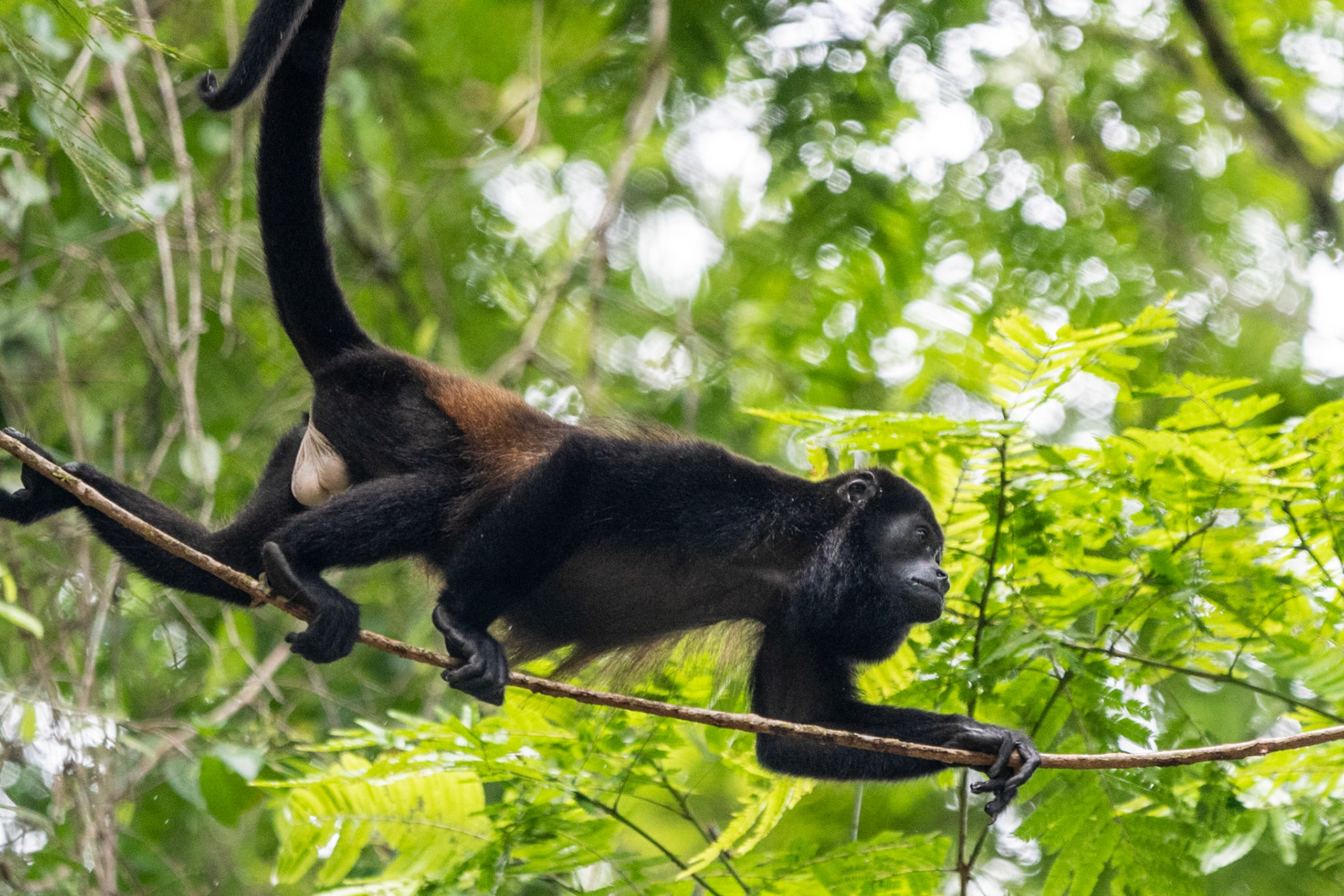 Mantled Howler Monkey, Tortuguero, Costa Rica
