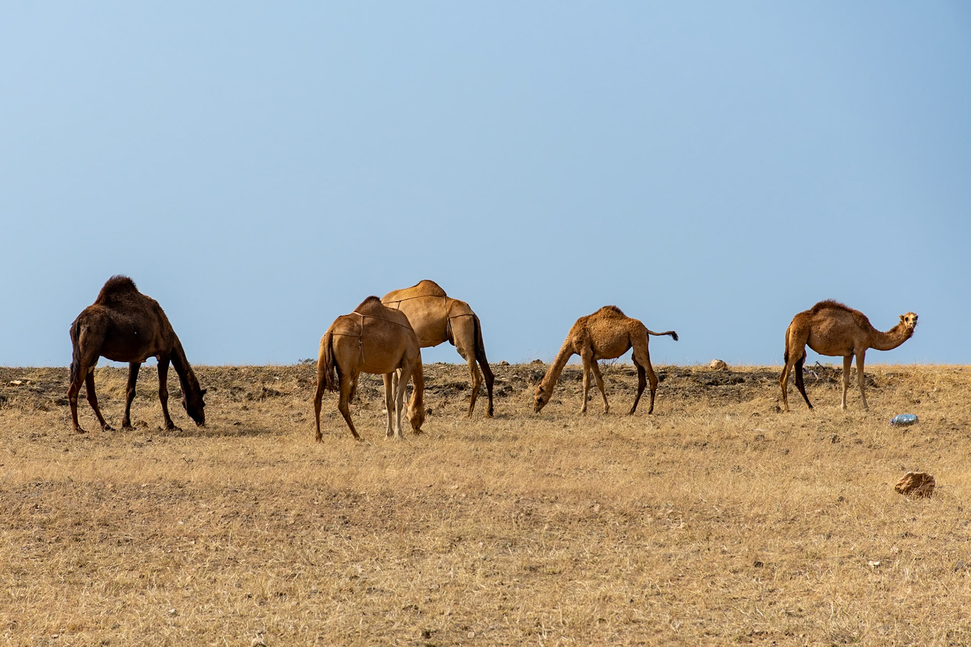 Camels, Sumhuram