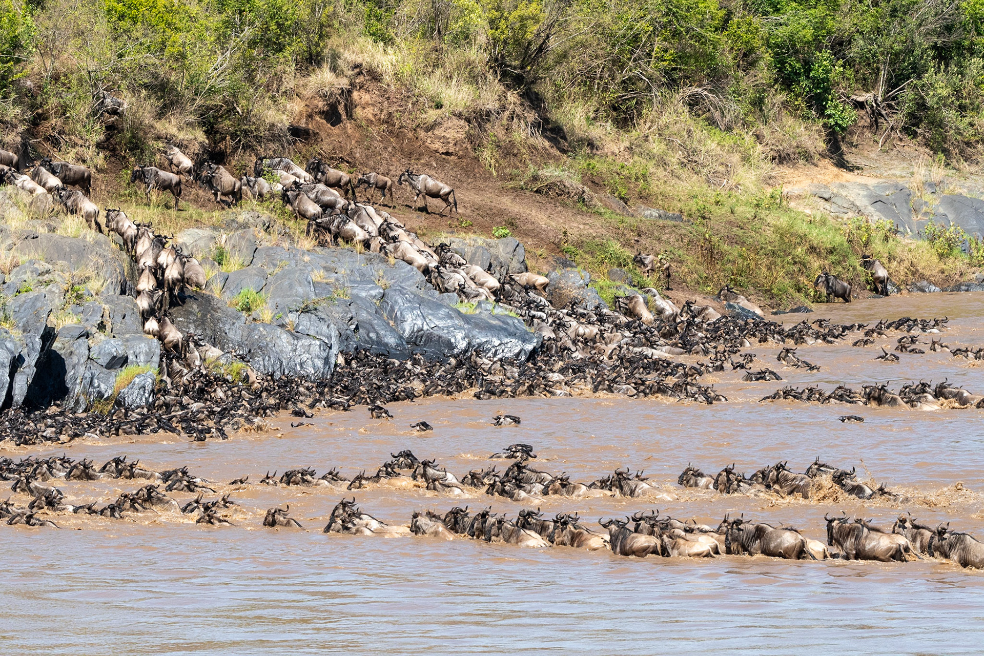 Wildebeests crossing Mara River, Maasai Mara