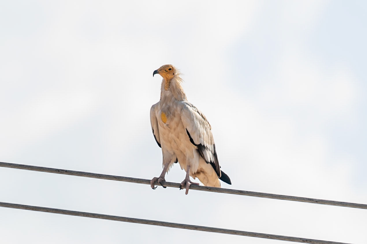 Egyptian Vulture, Bimmah