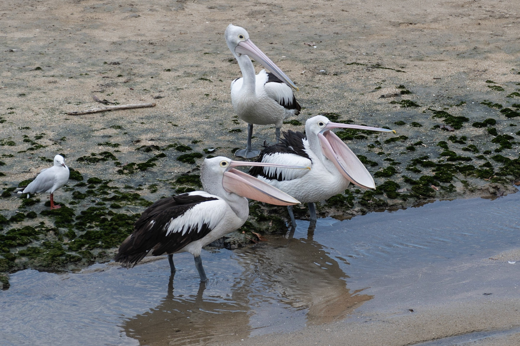 Australasian Pelican, Cairns, Qld