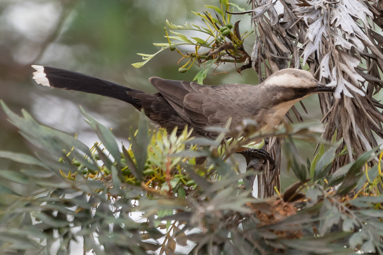 White-browed Babbler, near Mareeba, Qld