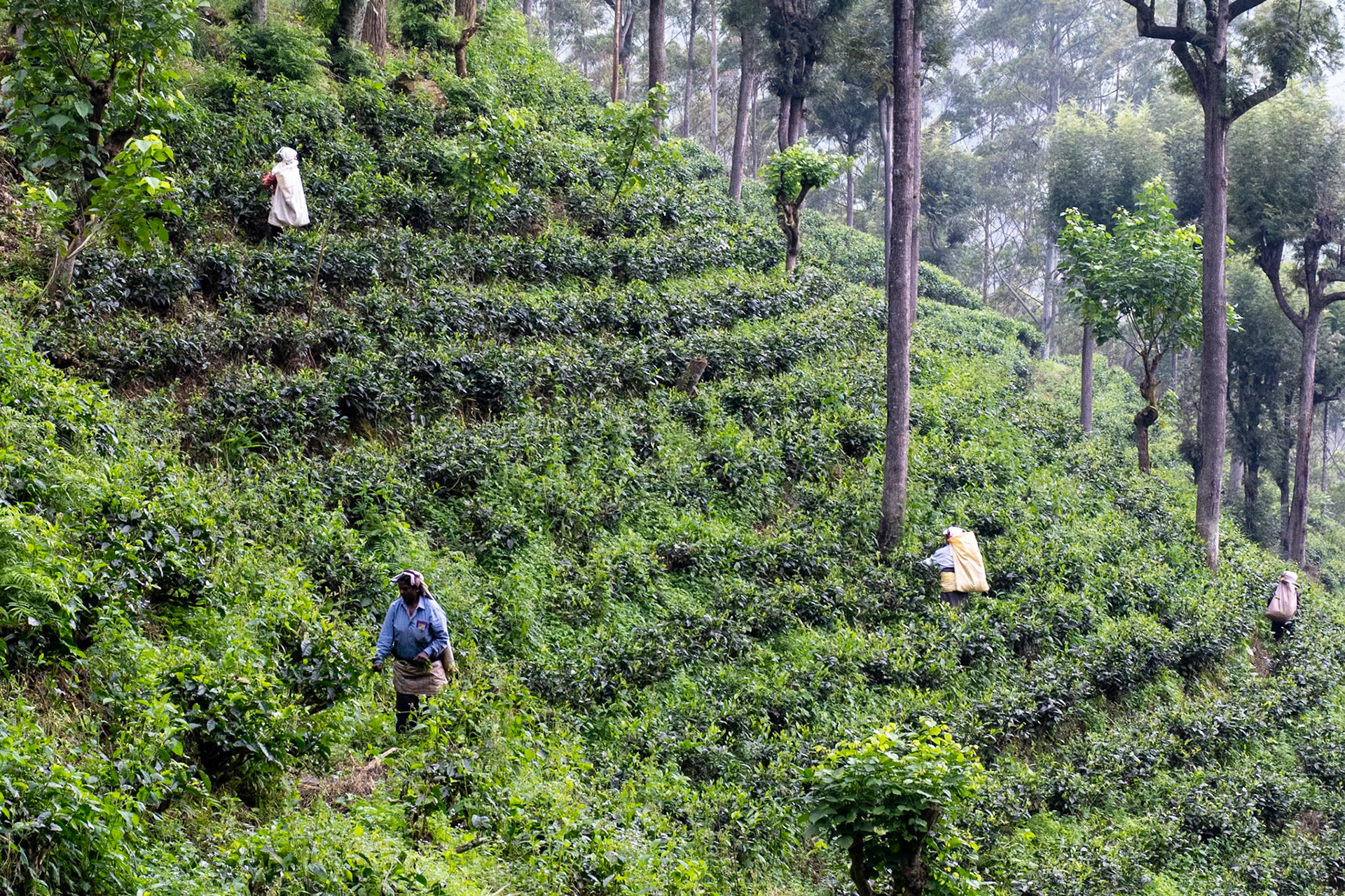 Tea pickers, en route to Sinharaja