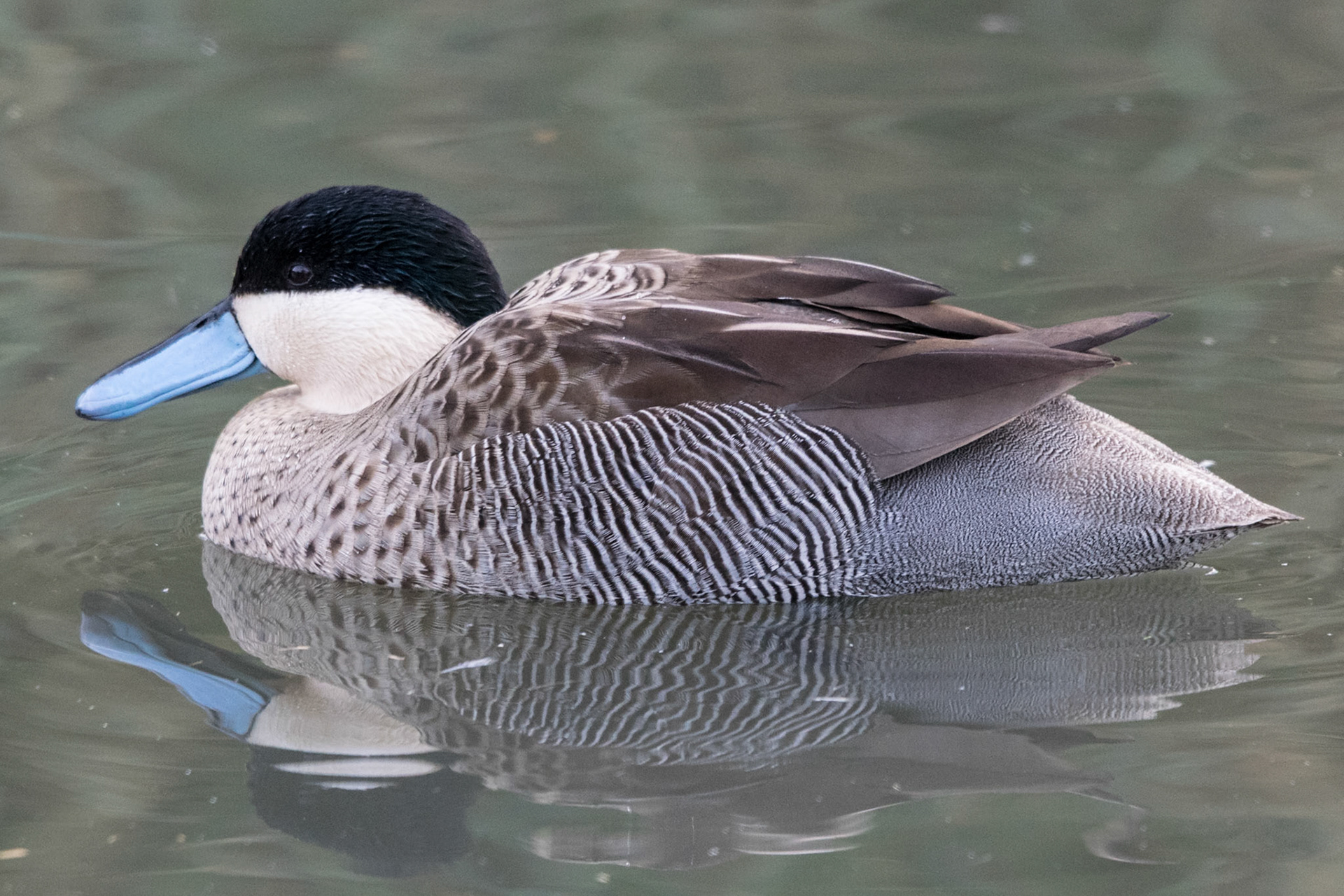 Puna Teal (cap), Slimbridge, United Kingdom