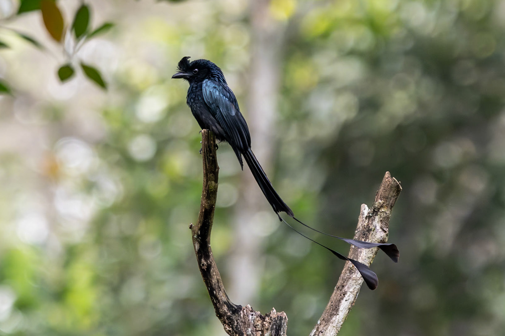 Greater Racquet-tailed Drongo, Thekkady