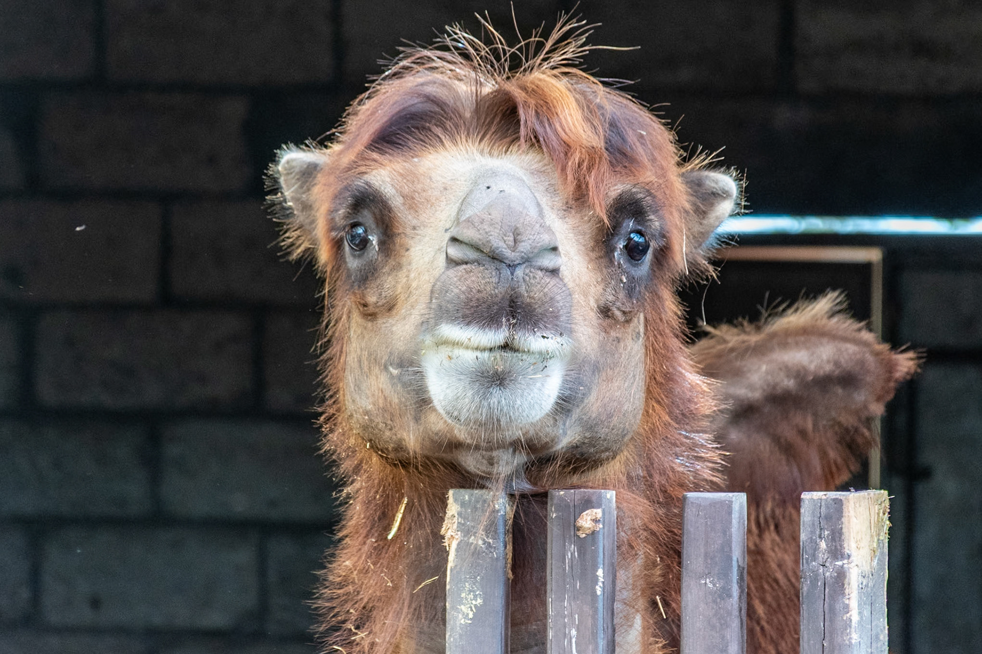 Bactrian camel, Ethnographic Museum, Qala