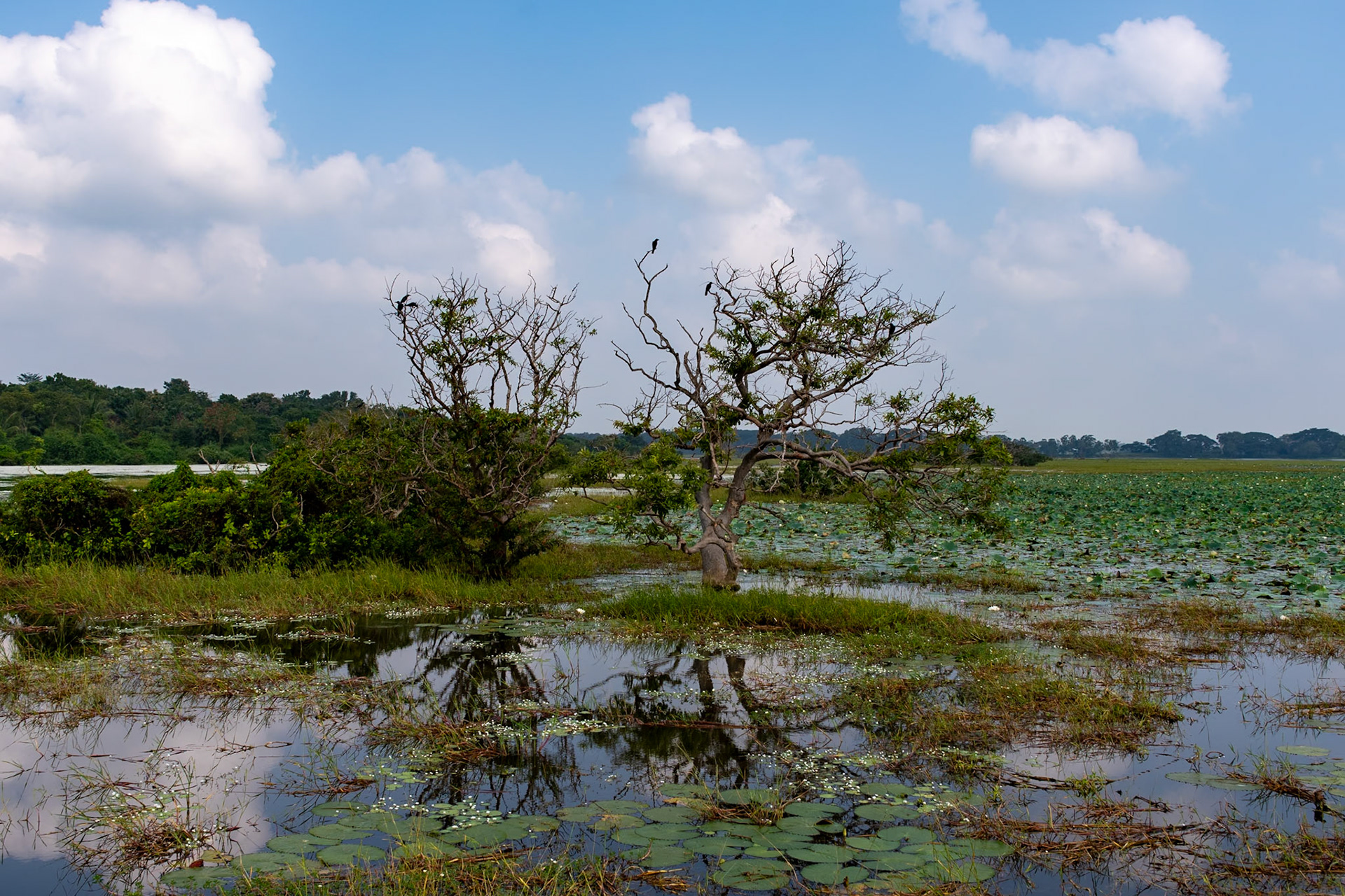 Lake, en route to Sigiriya