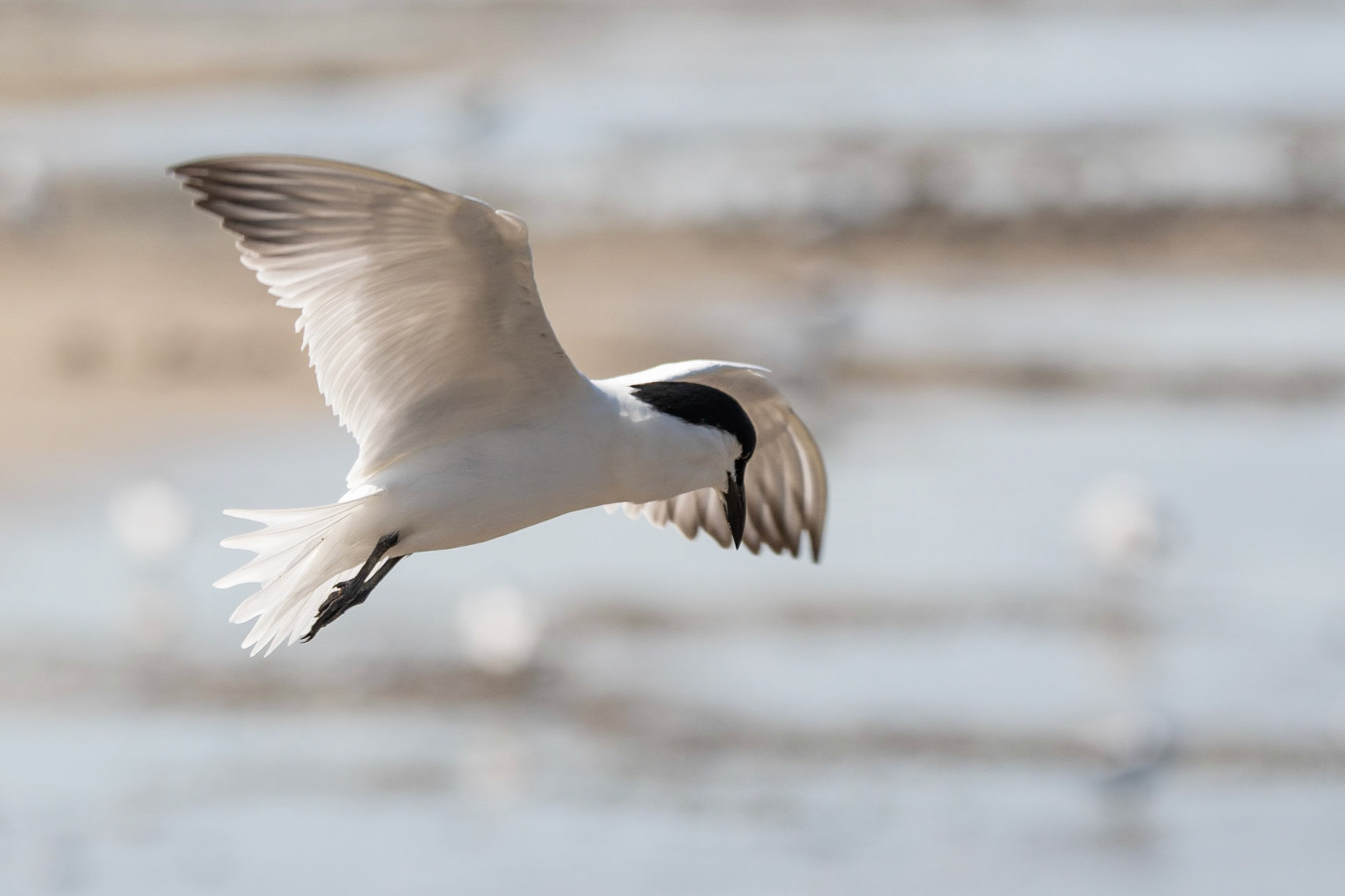 Gull-billed Tern, Cairns, Queensland, Australia