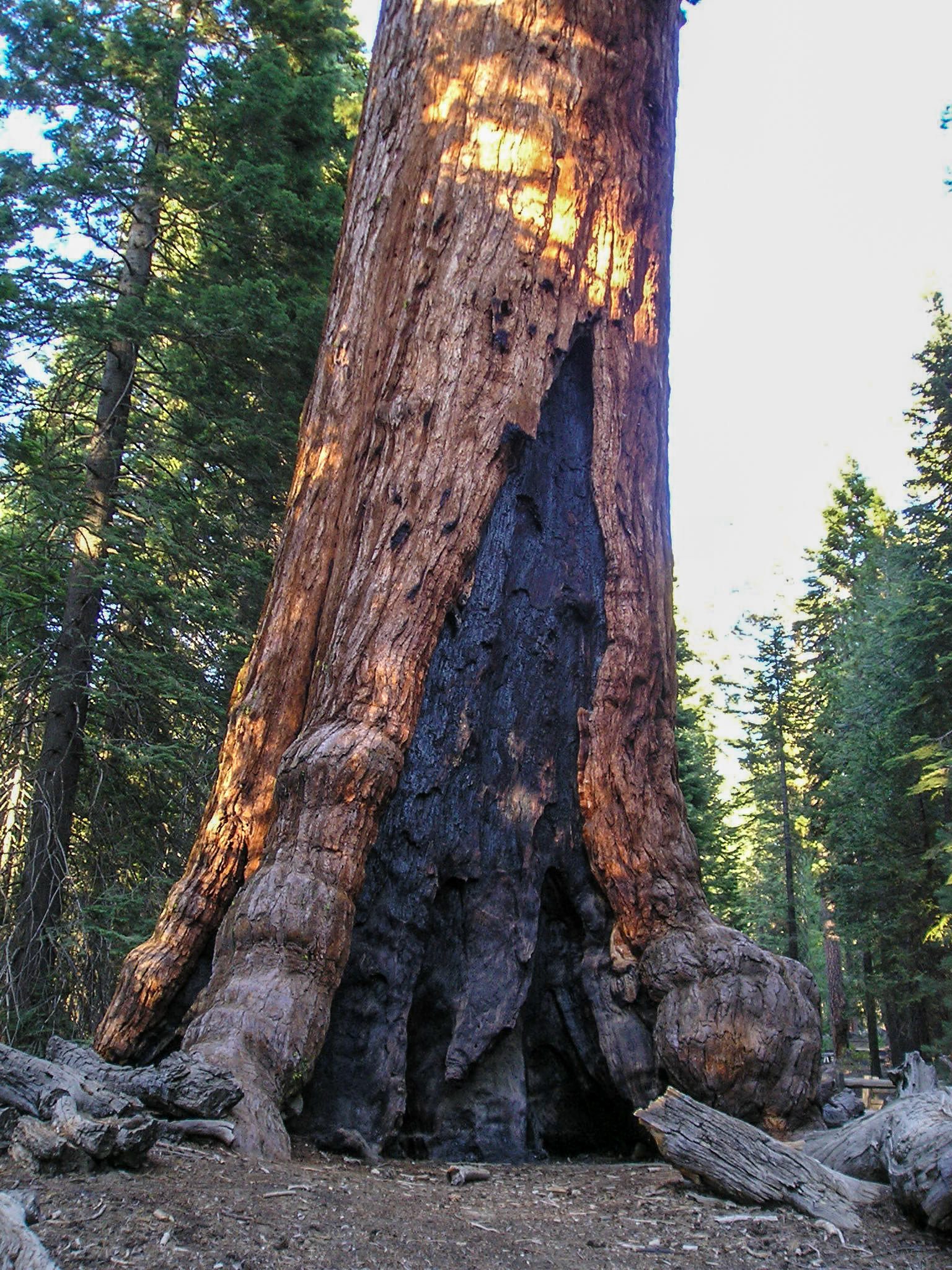 Giant Sequoia, Sequoia National Park